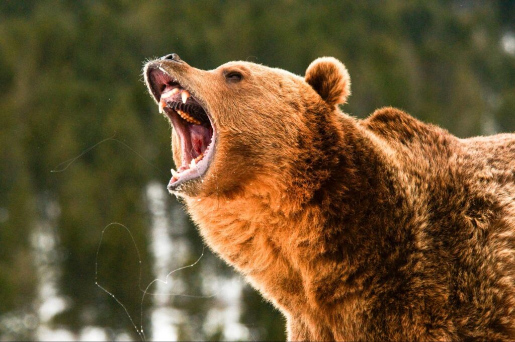 Urso rugindo, representando o bear market.