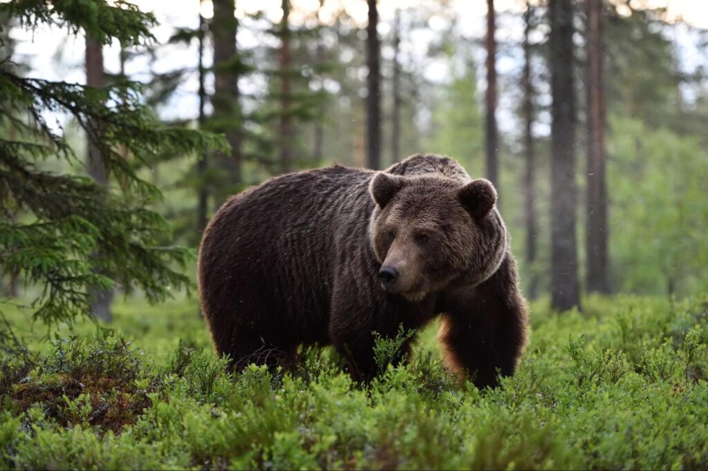 Como se preparar para o bear market.