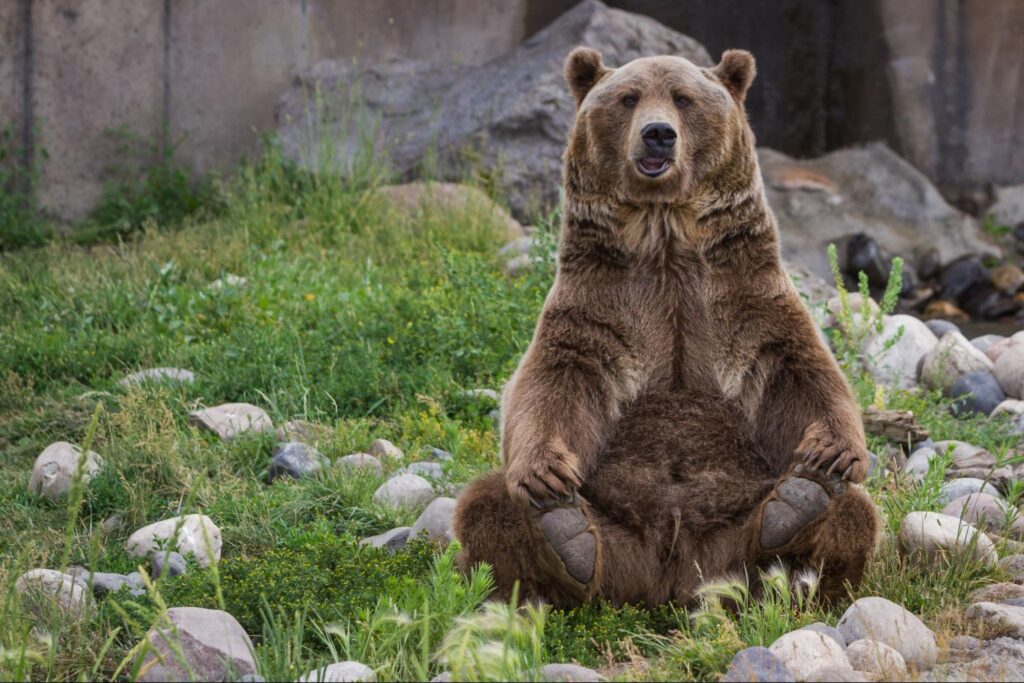 Urso marrom sentado, representando o bear market.